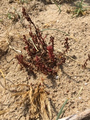 Rumex bucephalophorus