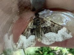 Euphyia intermediata