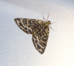 Arichanna melanaria