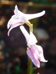 Disa bifida