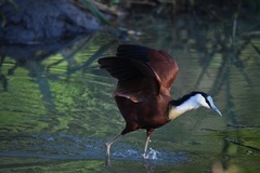 Actophilornis africanus
