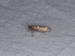 Acrolepiopsis assectella