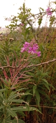 Chamaenerion angustifolium