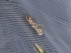 Acrolepiopsis assectella