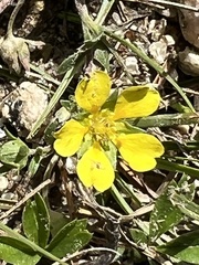 Potentilla luteosericea