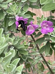 Bombus pensylvanicus