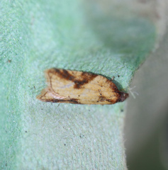 Acleris