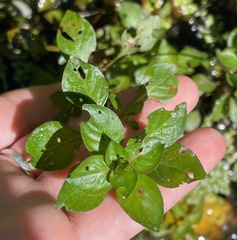 Ludwigia palustris