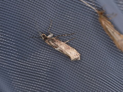 Acrolepiopsis assectella