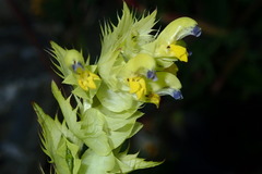 Rhinanthus glacialis