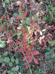 Vaccinium myrtillus
