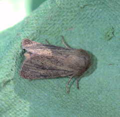 Denticucullus pygmina