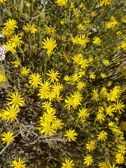Cullumia reticulata
