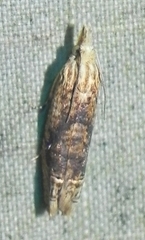 Eucosma ochrocephala