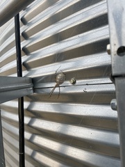 Argiope trifasciata