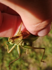 Tettigonia cantans