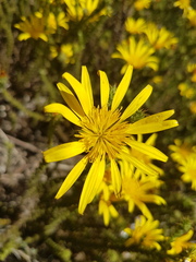 Cullumia reticulata