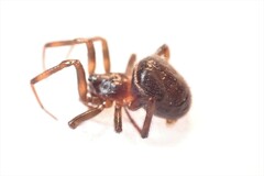 Steatoda