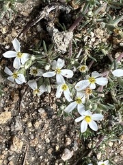 Leptosiphon melingii