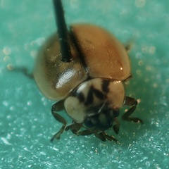 Aphidecta obliterata