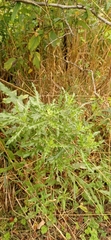 Cirsium arvense