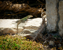 Pholidoscelis griswoldi