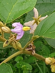 Solanum grandiflorum