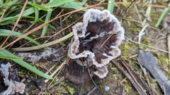 Thelephora terrestris