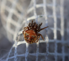 Araneus sturmi