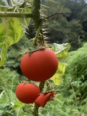 Solanum capsicoides