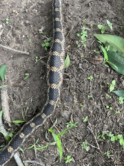 Pantherophis obsoletus