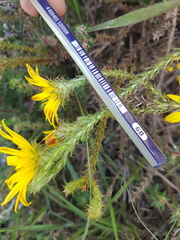 Cullumia reticulata