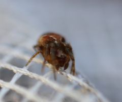 Araneus sturmi