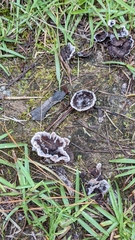 Thelephora terrestris