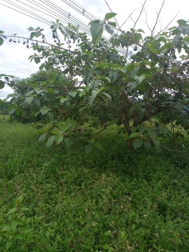 Solanum grandiflorum, photograph 3