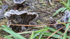 Thelephora terrestris