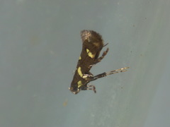 Calybites phasianipennella