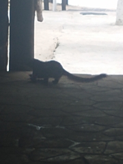 Nasua narica nelsoni