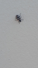 Eriopis connexa