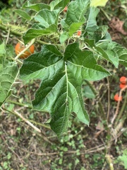 Solanum capsicoides