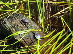 Chrysemys picta marginata