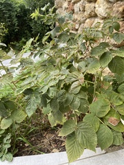 Rubus idaeus