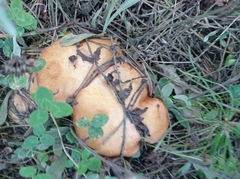 Suillus granulatus