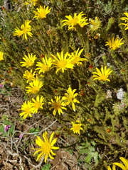 Cullumia reticulata