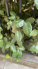 Elaeagnus pungens