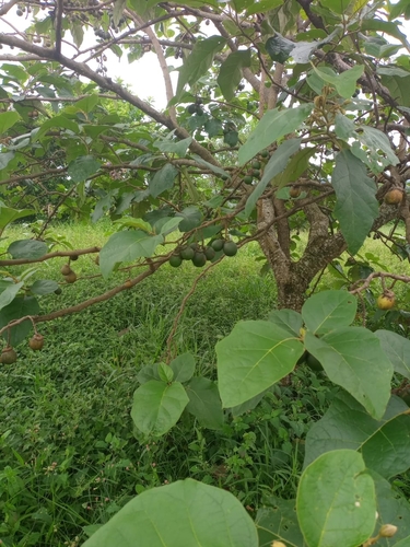 Solanum grandiflorum, photograph 5
