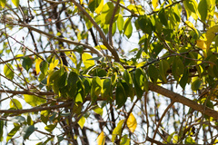 Pereskia aculeata