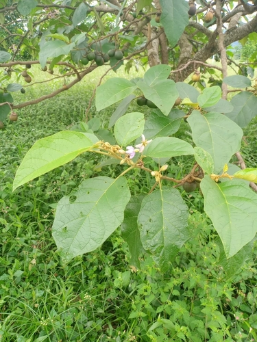 Solanum grandiflorum, photograph 6