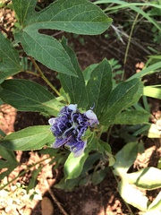 Passiflora incarnata