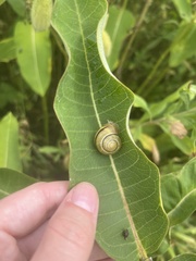 Cepaea